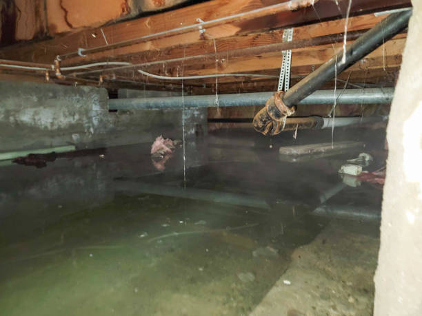 Best Water damage cleanup near me  in Chenango Bridge, NY