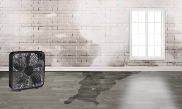 Best Water damage restoration near me  in Chenango Bridge, NY